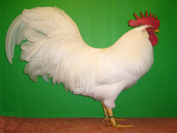 Leghorn wei&szlig;